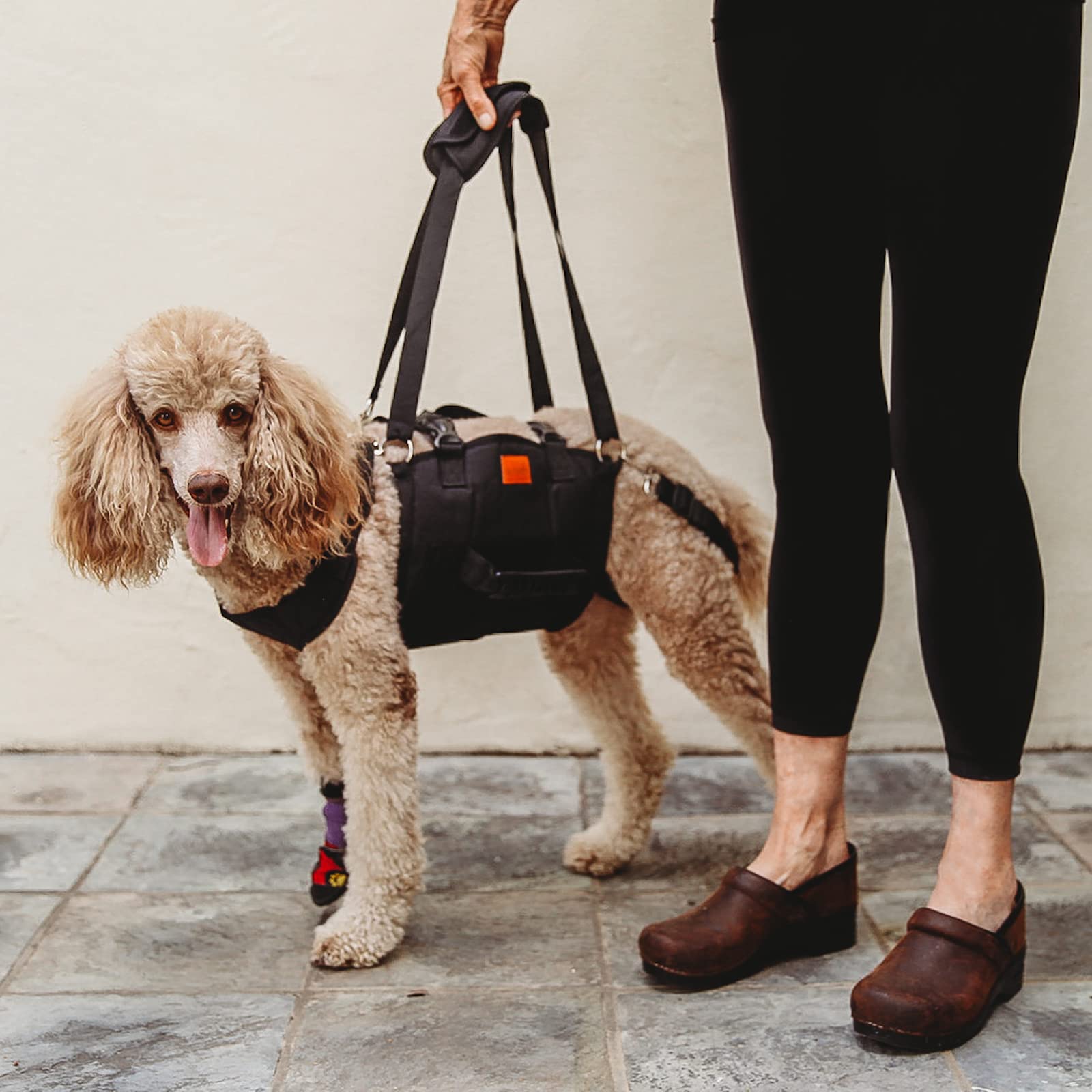 How To Help Old Dog Down Stairs