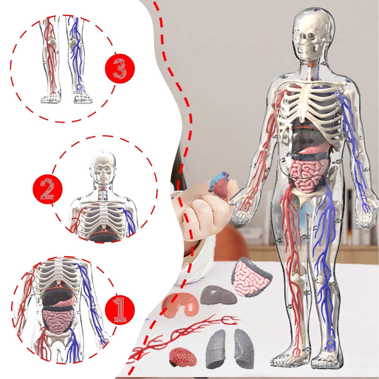 MagiDeal Kits de Modelos de Esqueleto del Cuerpo Humano, Herramientas de Estudio, ensamblaje, Kit científico Interactivo, Modelo de anatomía para niños de 8