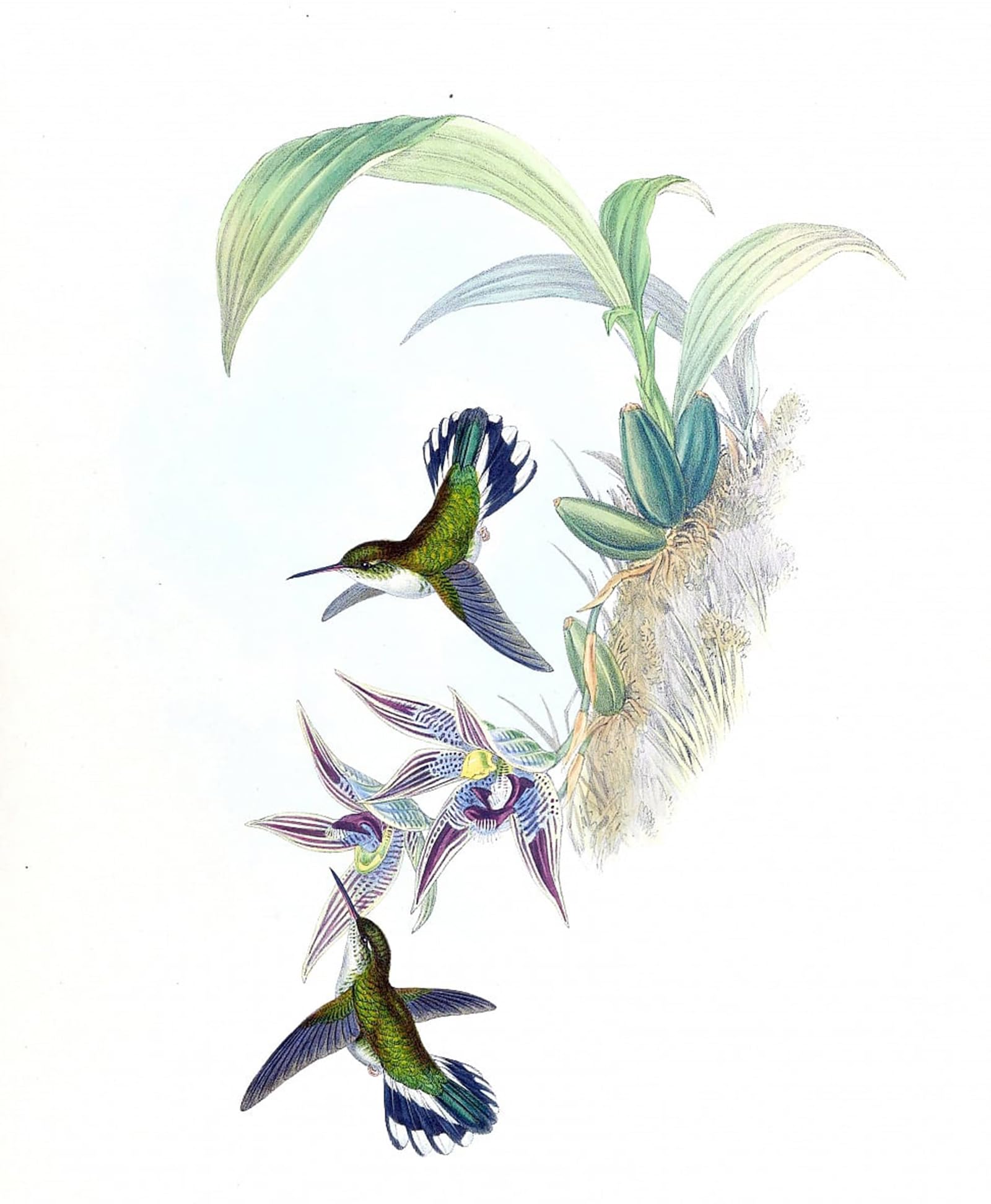 Lienzo de John Gould de 60x90cm con ilustración de Phlogophilus Hemileucurus 5