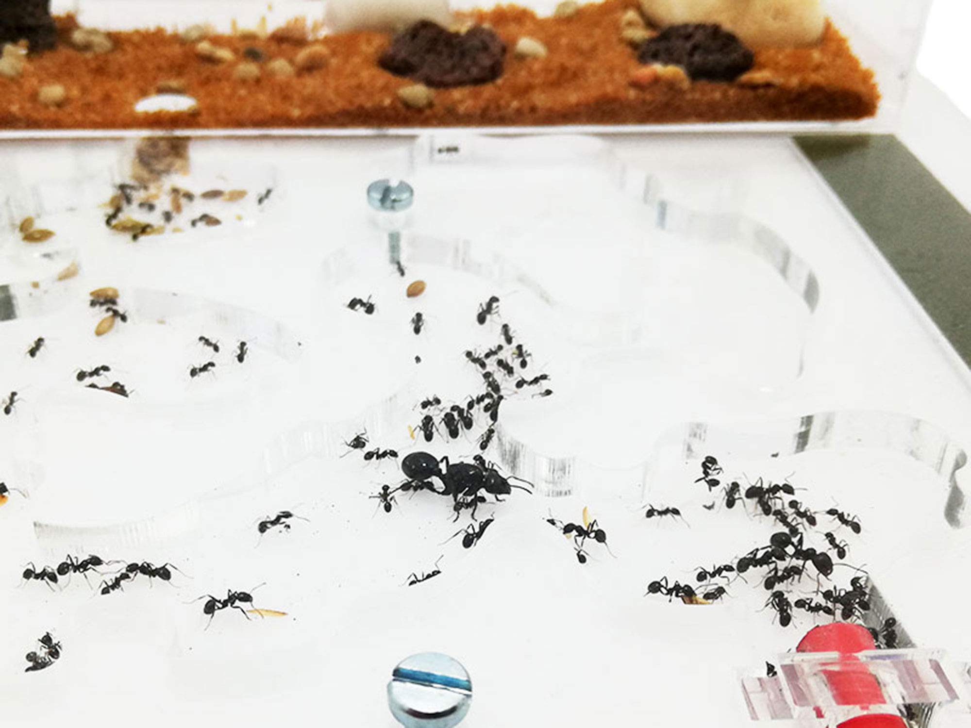 Ant Farm - Acryl Ameisenfarm - 20x20cm mit Deckel | Schaumstoff-Feuchtigkeitssystem | Kasten Transparent | Free Ameisen enthalten 20-30 Ameisen