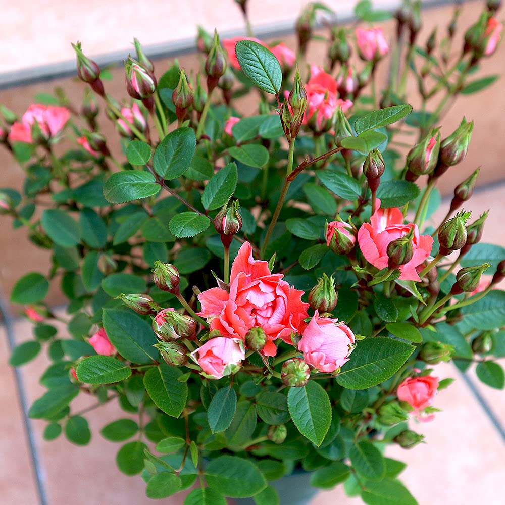 マイクロミニバラ/須惠姫/蕾多数/ 5号スリット鉢/現品限り✨ マイクロ