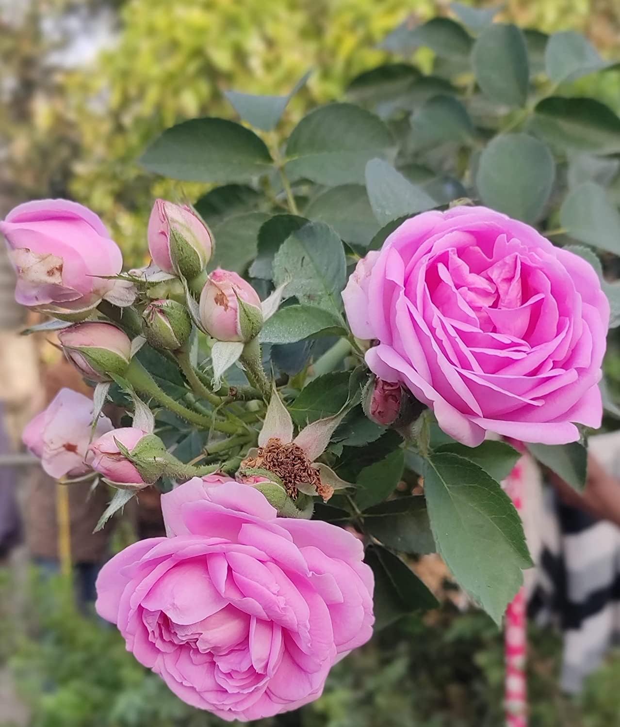 See full amazon price history chart for EDENGRAVY Desi Pink Rose Plant Live Pink for Outdoor Gardening (Pack of 1) EDENGRAVY Desi Pink Rose Plant Live Pink for Outdoor Gardening (Pack of 1) (B0CVDSSW3P) Amazon Price History, Amazon Price Tracker