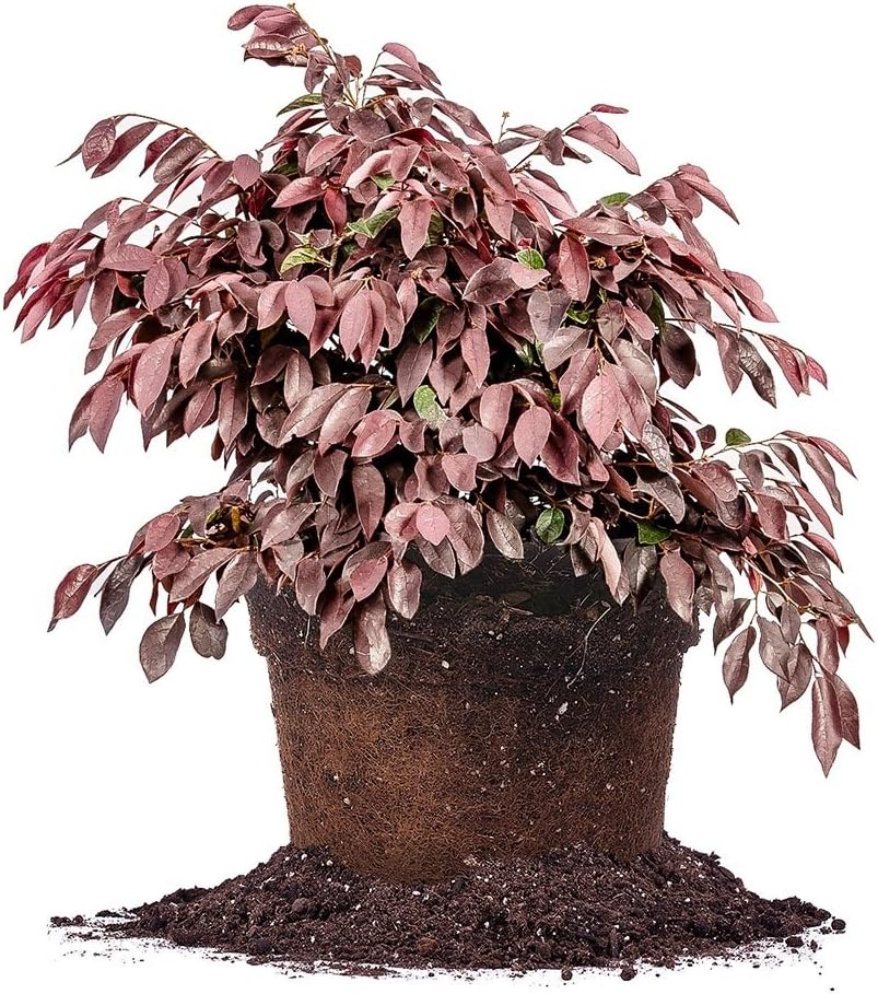 Zhuzhou Loropetalum 1 Gallon