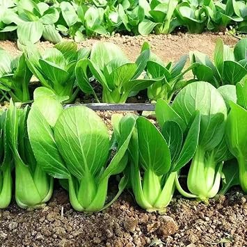 ZEshops Chinese Cabbage Seeds for Planting 1000 Seeds Fast Growing Leafy Vegetable Seeds for Outdoor Garden or Containers, Easy to Grow Home Garden Seeds
