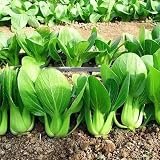 ZEshops Chinese Cabbage Seeds for Planting – 1000 Seeds Fast Growing Leafy Vegetable Seeds for Outdoor Garden or Containers, Easy to Grow Home Garden Seeds