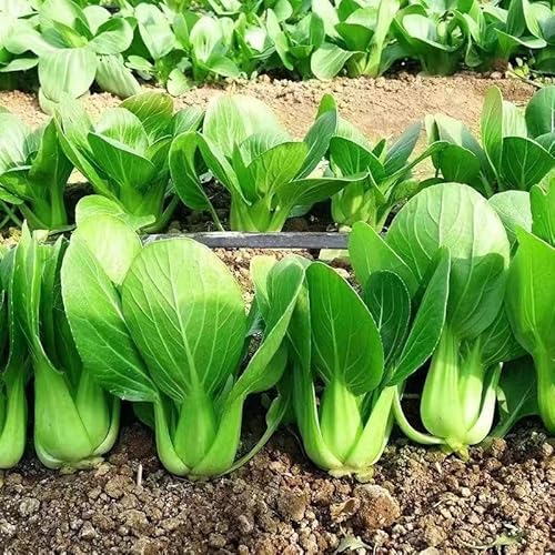 ZEshops Chinese Cabbage Seeds for Planting – 1000 Seeds Fast
