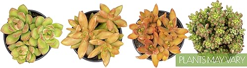 Miniatura 12 de Plantas suculentas Sedum de 1 cuarto de galón, plantas vivas de interior, plantas de interior o exteriores, 4 unidades, plantas de sedum vivas,