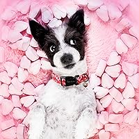 Vista 211 de Unique Style Paws - Collar rosa con hebilla de metal, duradero y lindo para perros pequeños a grandes