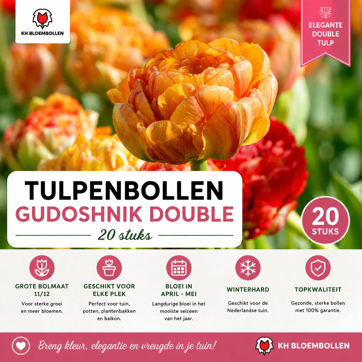 Bulbos Tulipán Gudoshnik Double, para Jardín, Multicolor, Set de 20 Bulbos