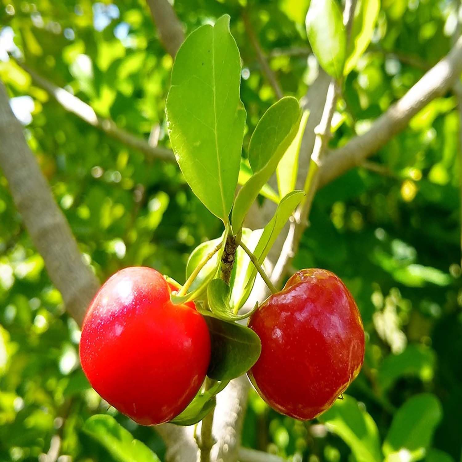 IXORA Barbados Cherry Apple Cherries Variety Fruit (Air Layering/Grafted) Live Plants & Tree (1-2 Feet Size) (B0BN1W566C) Amazon Price History, Amazon Price Tracker