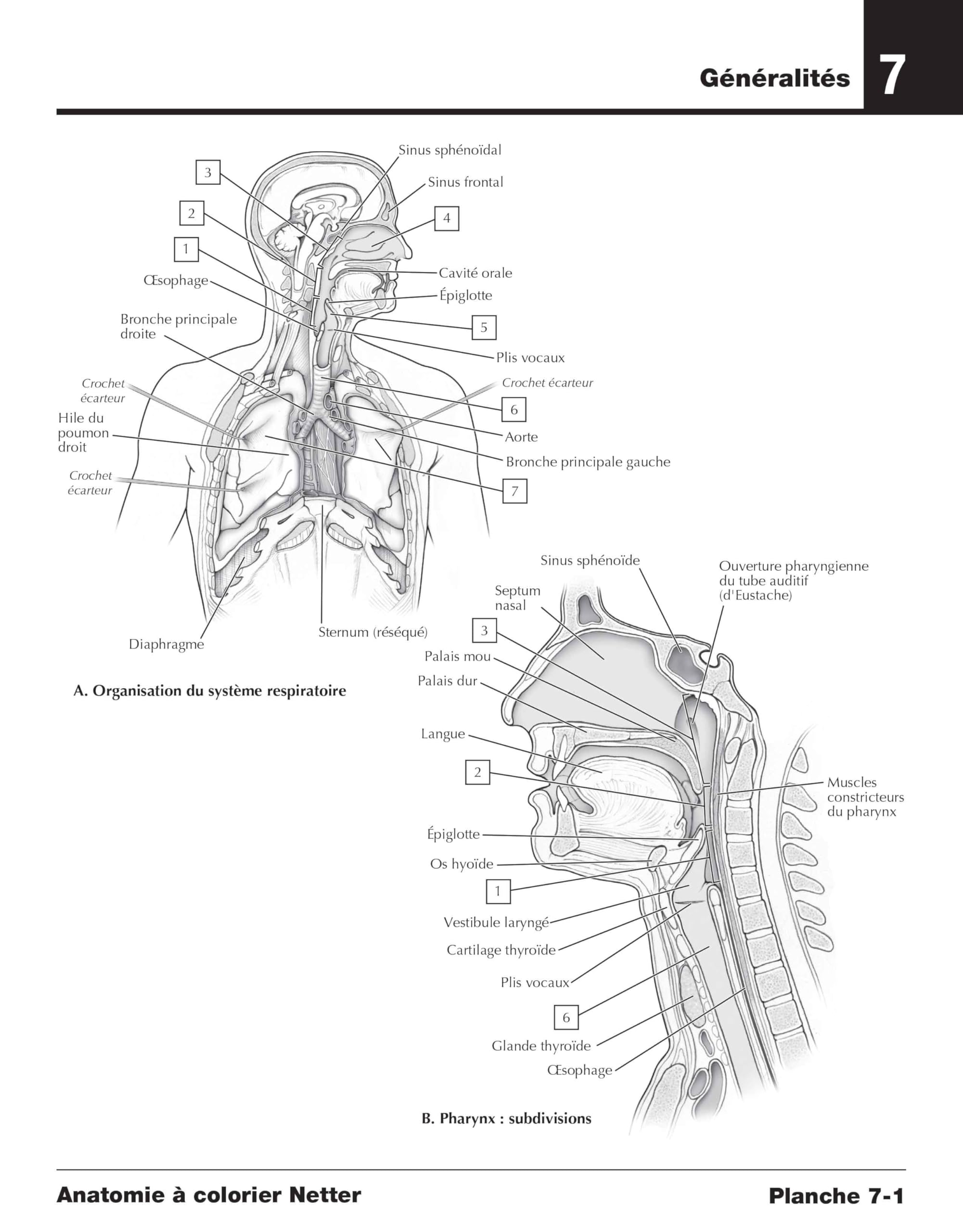 Anatomie à colorier Netter