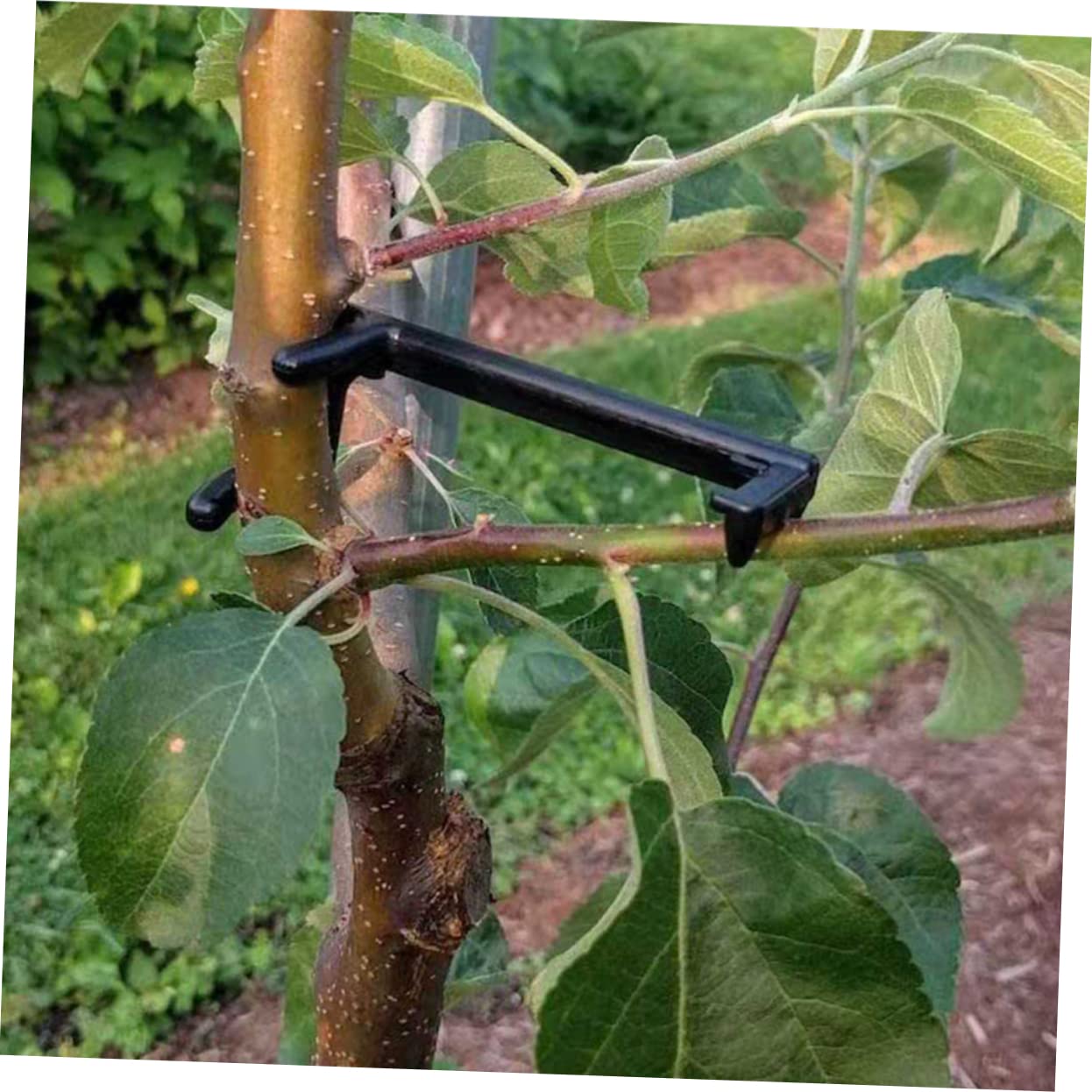 TOYANDONA 5 Sätze Teiliges Pflanzen Trainer Clips Verstellbare Zweig Klammern Für Pflanzen Hochwertige Pe Material Für Indoor Und Outdoor Nutzung Unterstützt Erhöht Die Blührate 10 Stück * 5