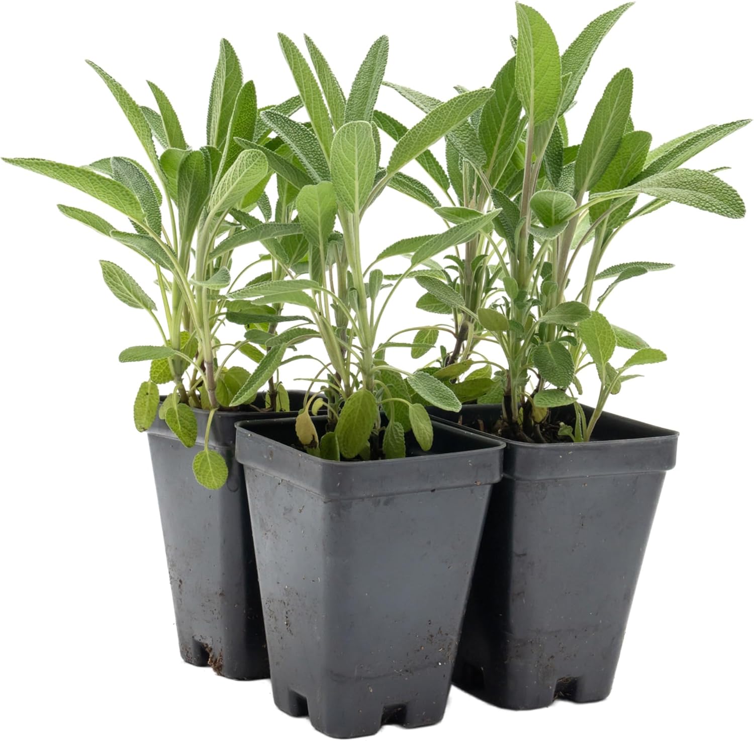 4 Common Sage | Live Plants in 2.5-inch Nursery Cubes | Salvia officinalis Variety | Drought-Tolerant Evergreen | Fragrant, Flavorful and Aromatic Herb for Home, Garden, and Kitchen