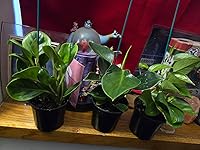 Review Image by tammyramxd tammyramxd