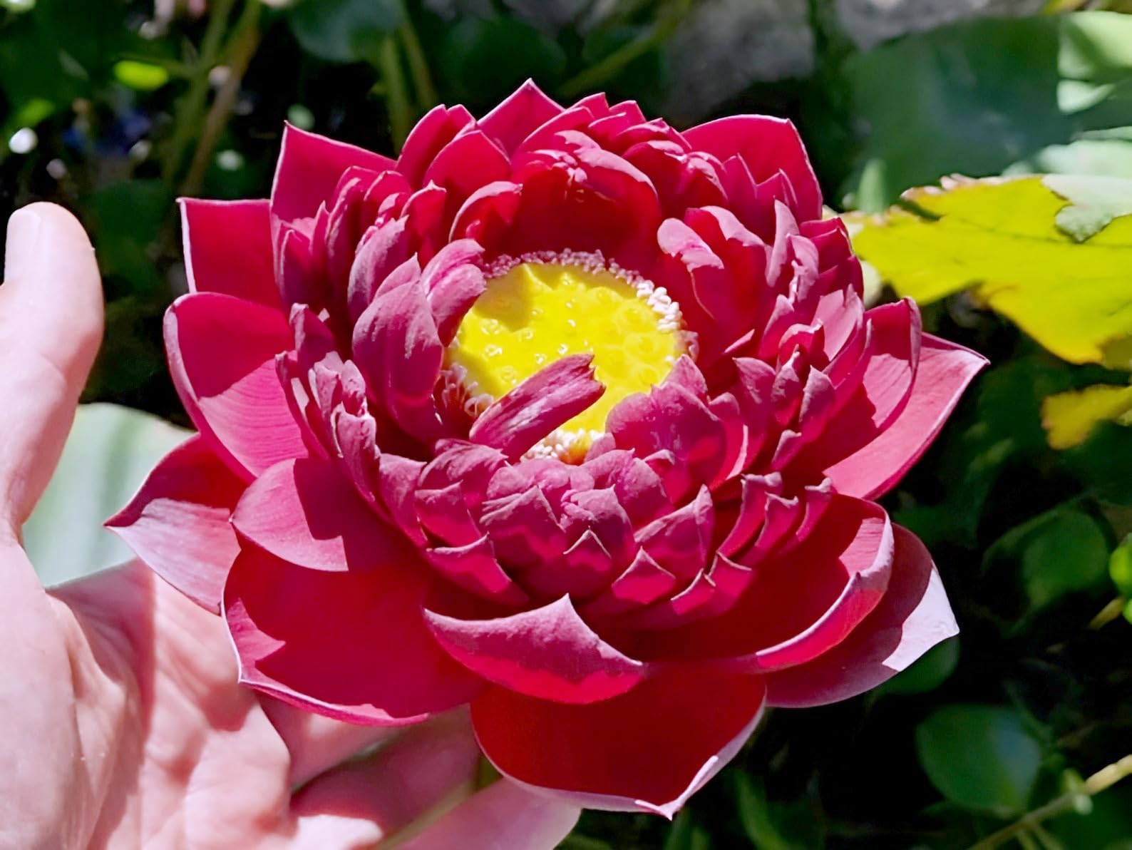 SEILOZBUNIA-Hybrid Big Lily Red Lotus Tuber Granted Blooming 30 Days Flower Plant Tree|| For Home Garden Outdoor Indoor Plant.