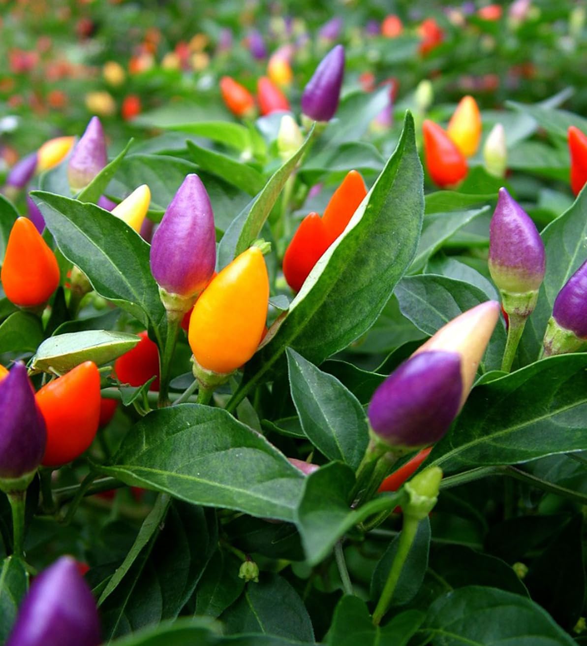 Ornamental Chilli Seeds "Hybrid" For Home Gardening and Planting Organic "Chilli Seeds" for Kitchen Garden, High Germination Rate, GMO-Free By Gromax India (B0D81BYYYC) Amazon Price History, Amazon Price Tracker