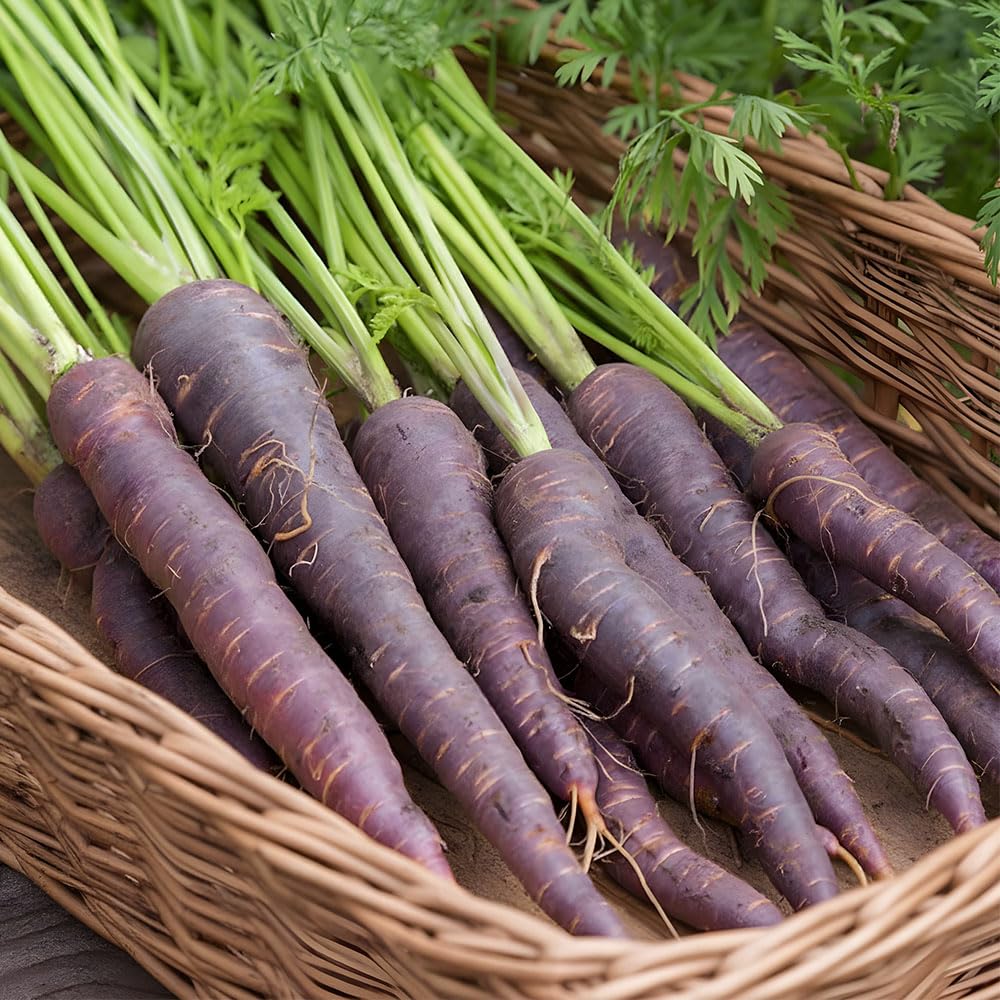 Carrot Seeds – Cosmic Purple – Rare Italian Heirloom Variety – Deep Purple Skin with Sweet Orange Centre – Colourful & Flavourful Roots – Grow in Beds or Containers