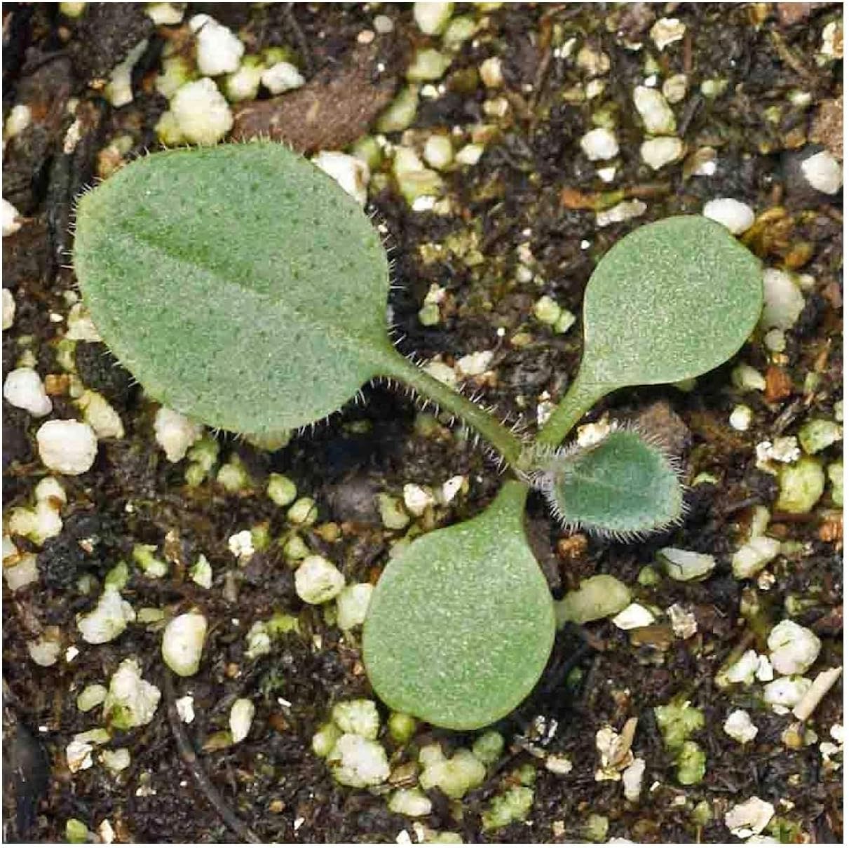 Everwilde Farms - 1 Lb Brown-Eyed Susan Native Wildflower Seeds - Gold Vault