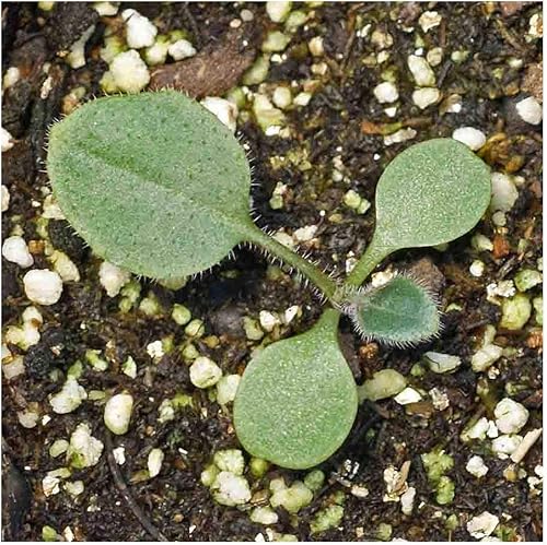 Miniatura 5 de Everwilde Farms - 2000 semillas de flores silvestres nativas de Susan de ojos marrones - Paquete de semillas jumbo Gold Vault