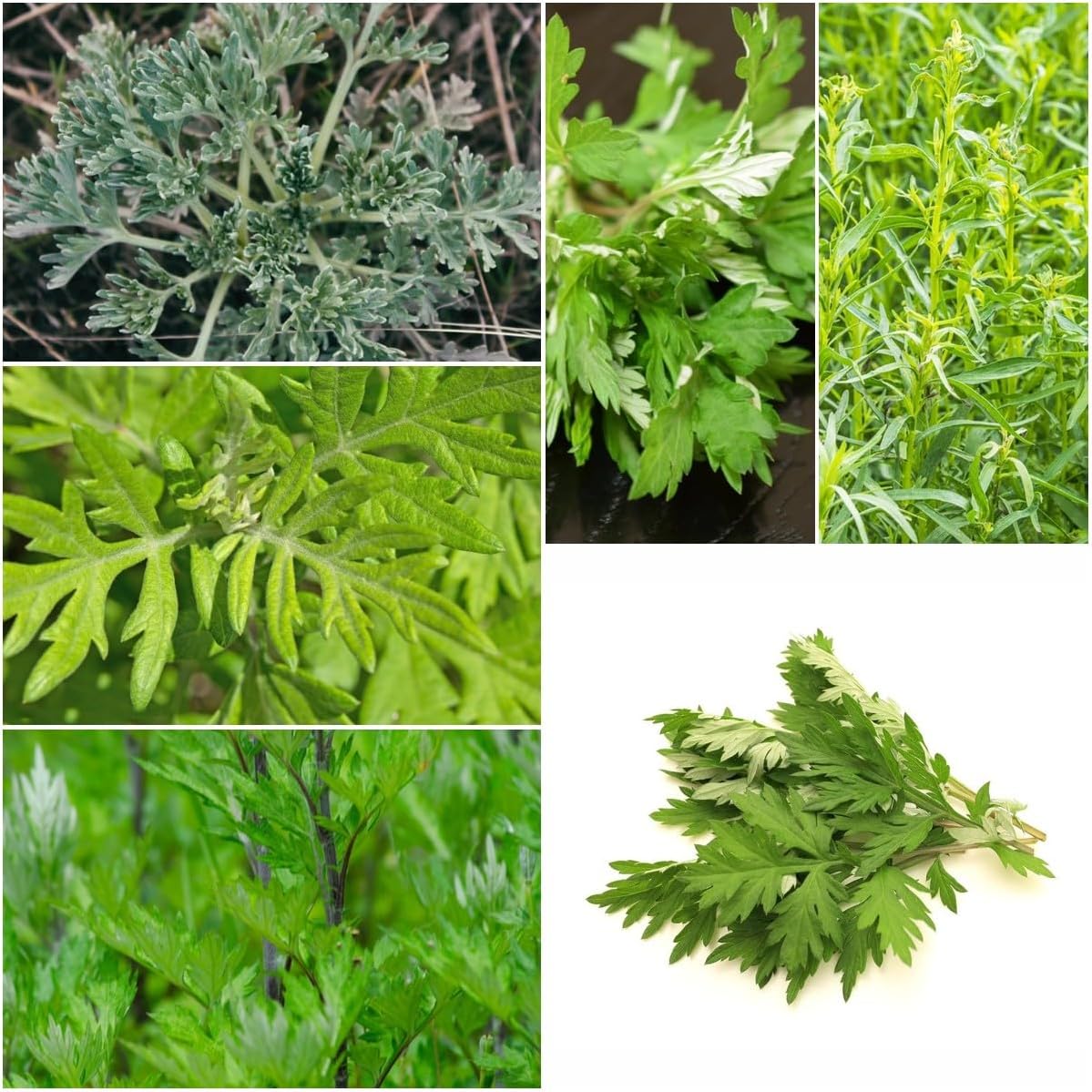200 pcs artemisia annua samen kaufen kräutergarten küche zimmerpflanze,Artemisia carvifolia