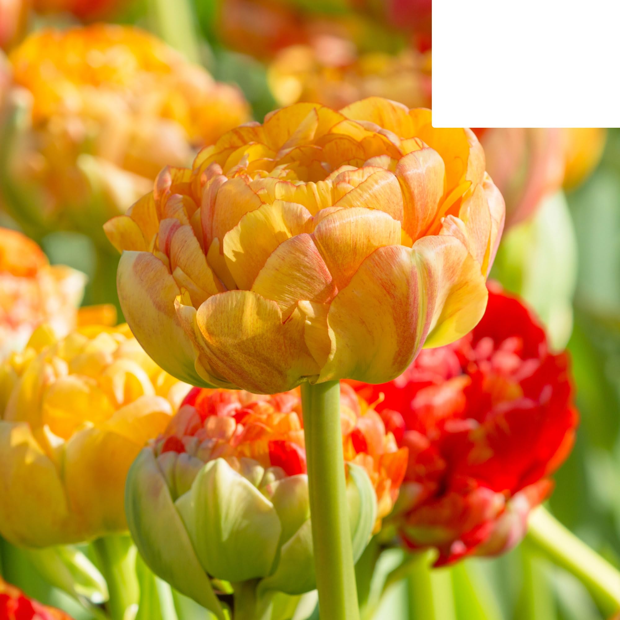 Bulbos de tulipán 'Gudoshnik Double' | 20 Piezas | Tulipán amarillo naranja y rojo de flor doble - 30-50cm - Ø5cm - bulbo de flor - Planta de jardín