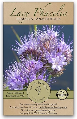 Gaea's Blessing Semillas de Lacy Phacelia Seeds Semillas sin OMG con instrucciones de siembra fáciles de seguir - Heirloom de polinización abierta