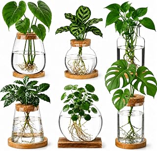 6 Pcs Plant Propagation Station Set, Glass Propagation Vases with Wooden Lids and Bamboo Bases, Plant Propagation Jars for Plant Cuttings, Hydroponic Pots for Home Office Desk Decor