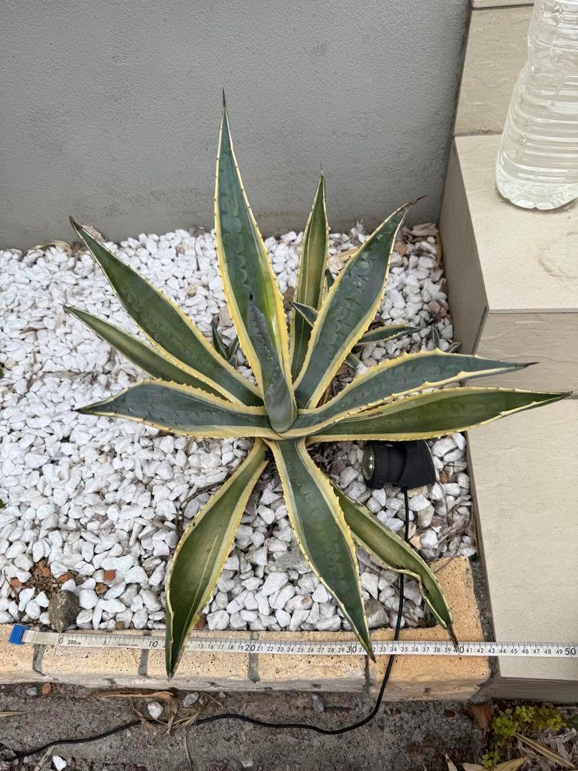 親株と仔株4個セット アメリカーナ バリエガータ 約50㌢ 激安