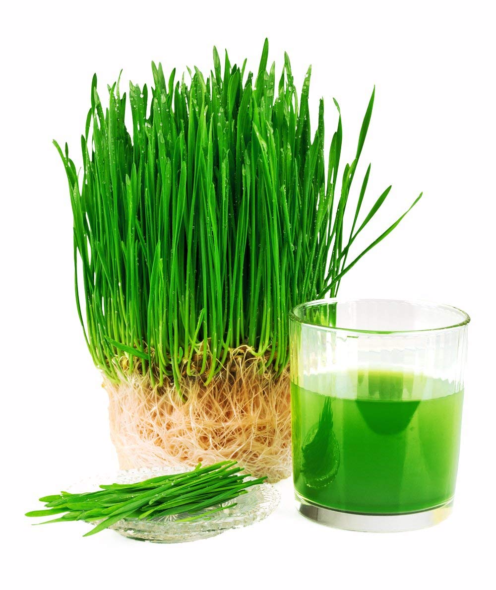 OMG ORGANIC SEEDS ! Wheatgrass Seeds (900g Seeds) certified (B07MXMY3D1) Amazon Price History, Amazon Price Tracker