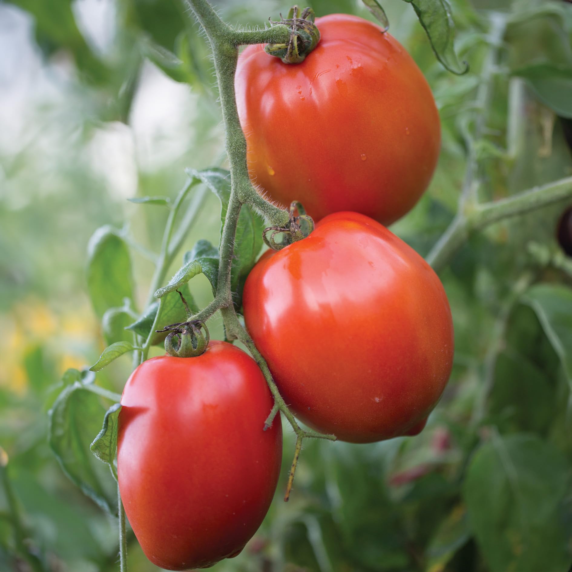 Premier Seeds Direct - Tomato - Big Mama F1-10 Finest Seeds