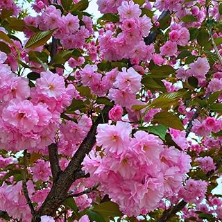 Flowering Almond Plant Tree Live, Flowering Plum Bush Live Ornamental Plant Double Pink Flower, 7 to 12 Inc Tall, Quart Potted