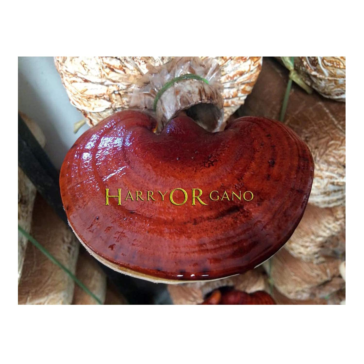 HARRY ORGANO chemical-free 100% organic body tonic for health growth Ganoderma Lucidum (Reishi) dried mushroom slices 100gm (B09DVBFH1Y) Amazon Price History, Amazon Price Tracker