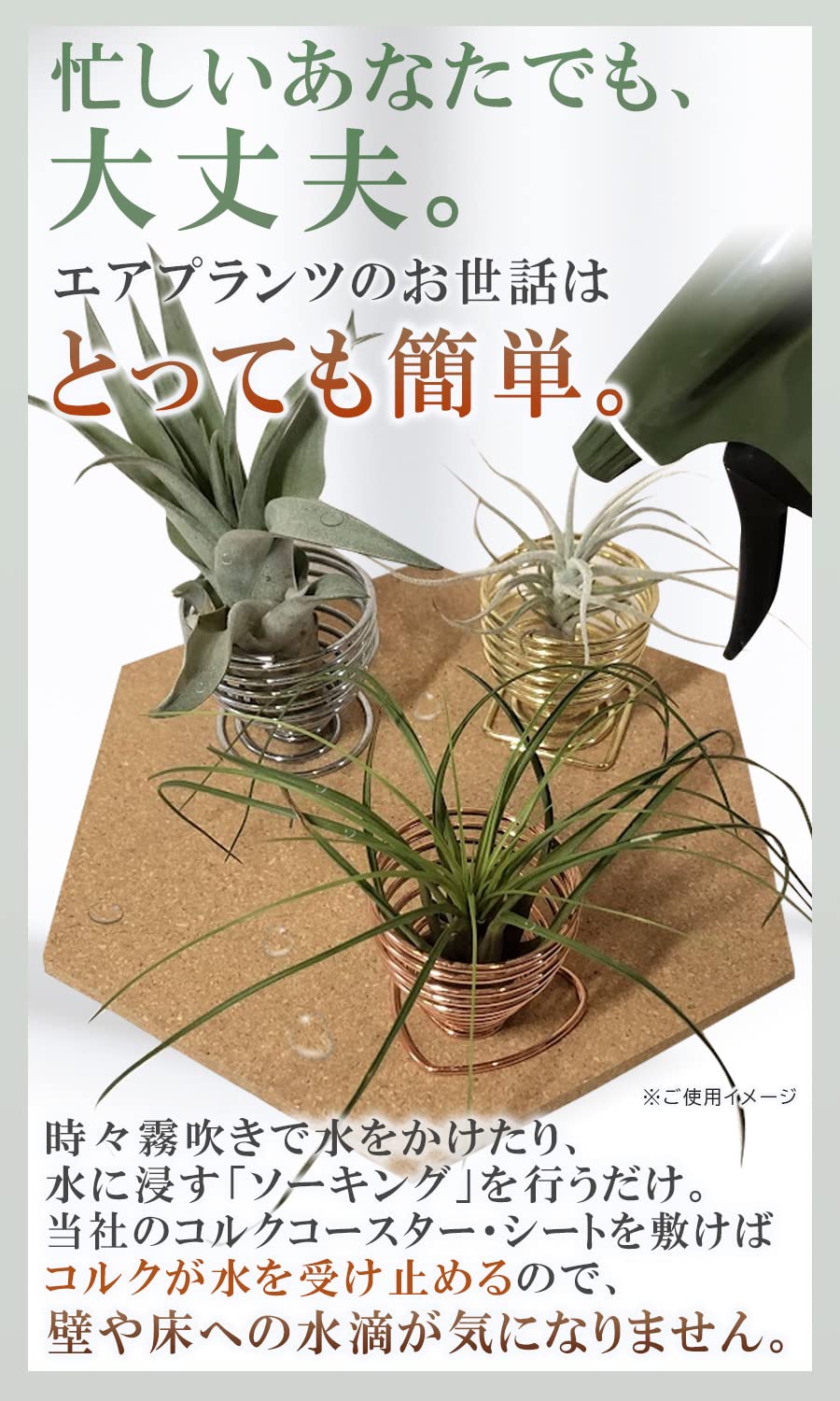 Amazon｜エアプランツ ホルダー スタンド 観葉植物 本物 チランジア