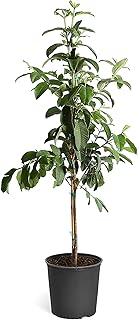 Brighter Blooms - Ruby Supreme' Guava Tree, 4-5 ft. - No Shipping to AZ