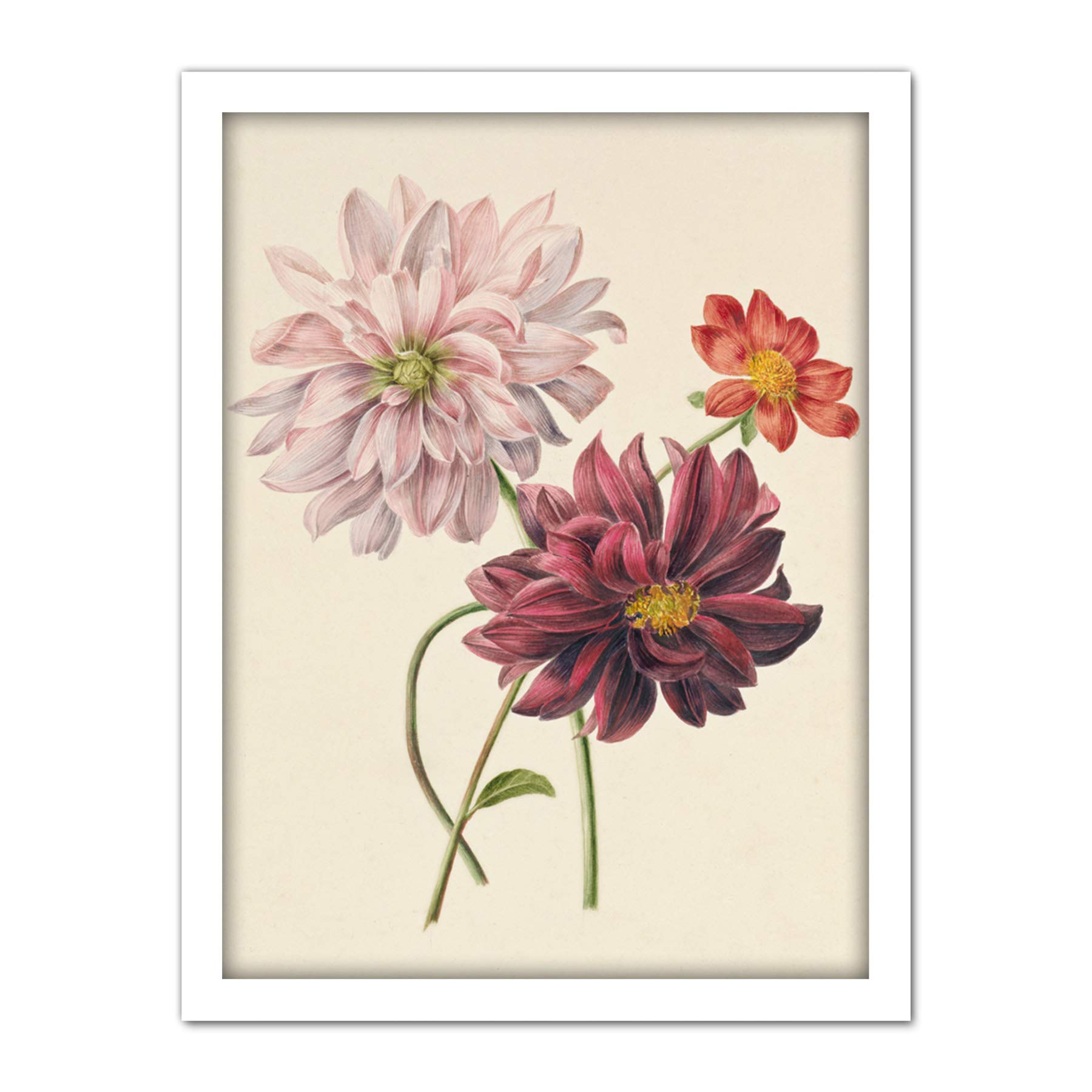 Willem Hekking Dahlias Flowers Pink And Purple Framed Wall Art Print - Artery8 - White - W18 x H24 inch