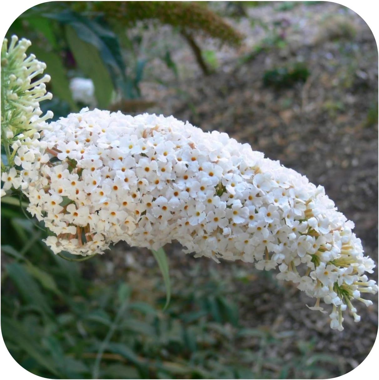 1 Buddleia White Bouquet Butterfly Bush Shrub Jumbo Plug Plant by Plug Plants Express Limited