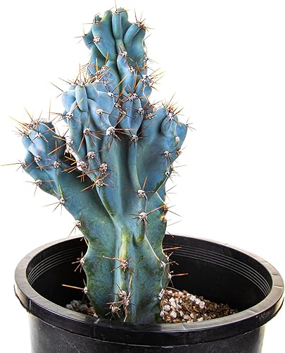 Miniatura 7 de Cactus Outlet - Cactus Plants Live, Euphorbia Royaleana Live Cactus de 18 a 24 pulgadas - Cactus vivo grande y raro - Planta de cactus grande lista