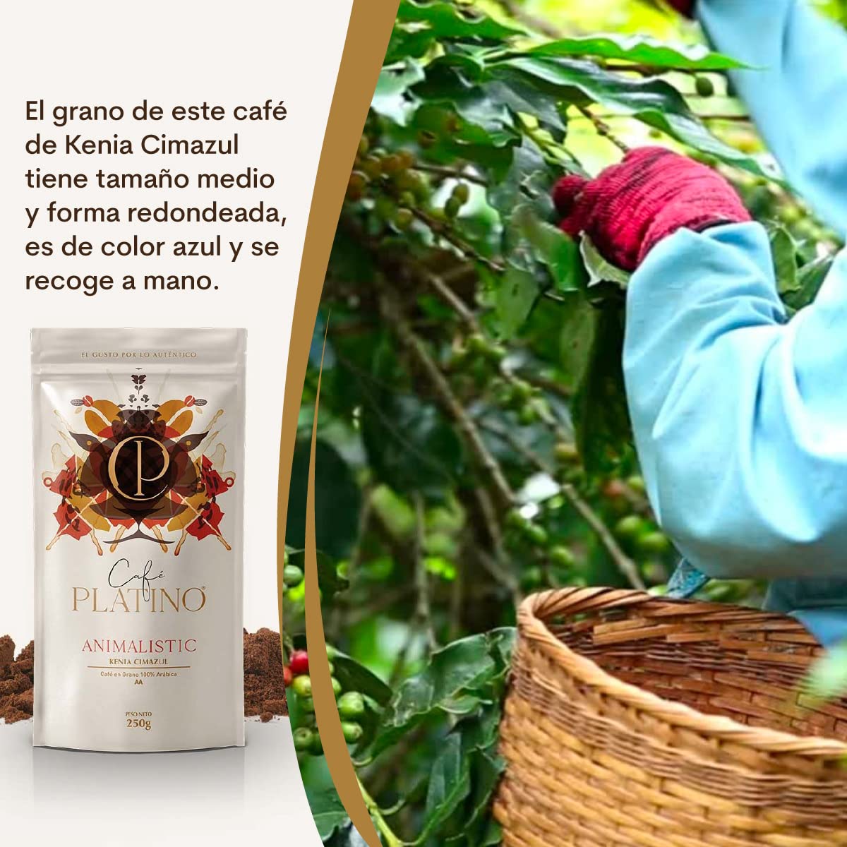 Café Platino Animalistic - Café en Grano Natural de Kenia Cimazul Tostado 250g - 100% Arábica - Categoría AA
