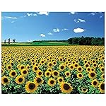 CHAMBERART 1000 Piece Premium Jigsaw Puzzle A Sunflower Field A-1095