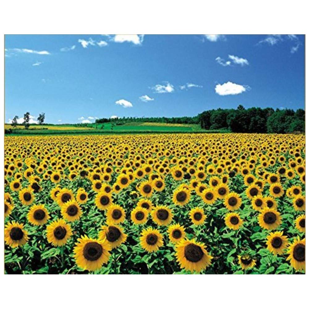 CHAMBERART 1000 Piece Premium Jigsaw Puzzle A Sunflower Field A-1095