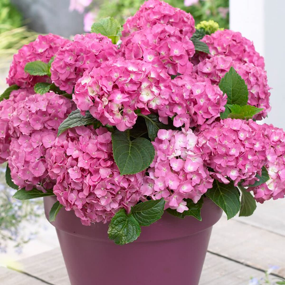 Bloomique - Mix de 3 - Hydrangea macrophylla - Rosa, azul, blanco - Hortensia - Plantas de jardín - Resistente al frío - Altura 20-30 cm - Maceta 10,5 cm