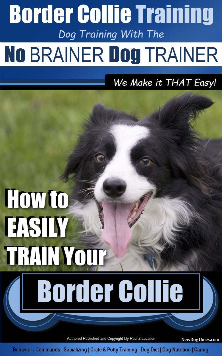 Border Collie Training... 2 Border Collie Training...