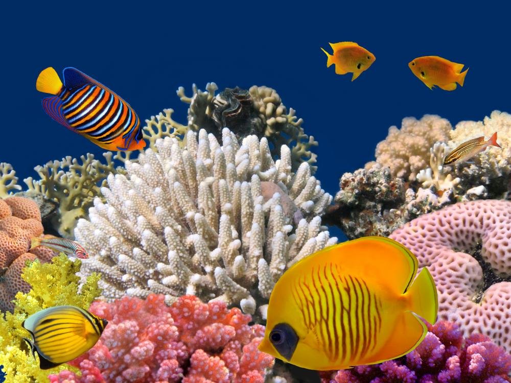 coral reef  Amazon.com: Wallmonkeys Underwater Life Hard-Coral Reef Wall Mural