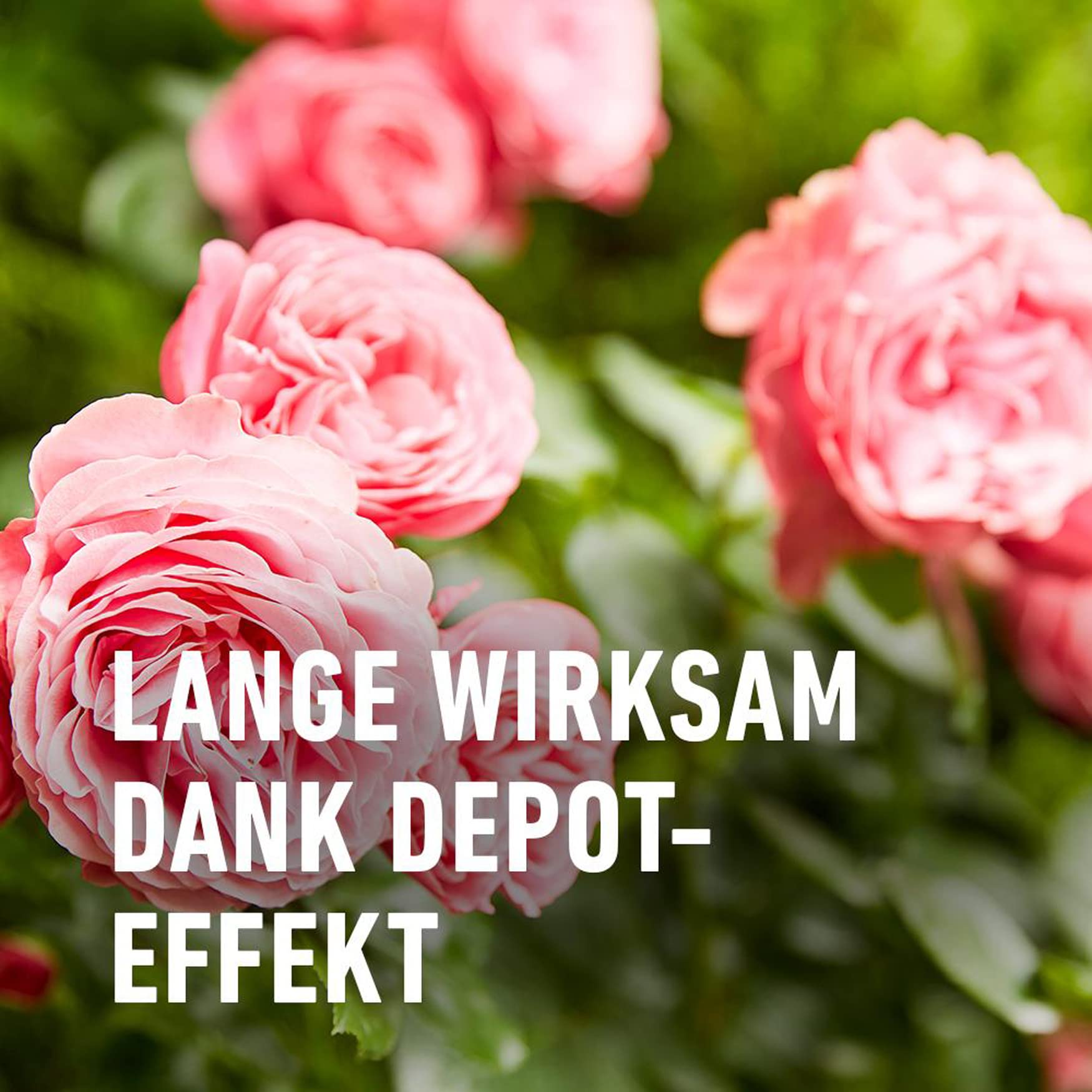 Compo Duaxo Rosen Pilz-frei, Bekmpfung von Pilzkrankheiten an Allen  Zierpflanzen, Konzentrat inkl. Messbecher, 130 ml : Amazon.de: Garten