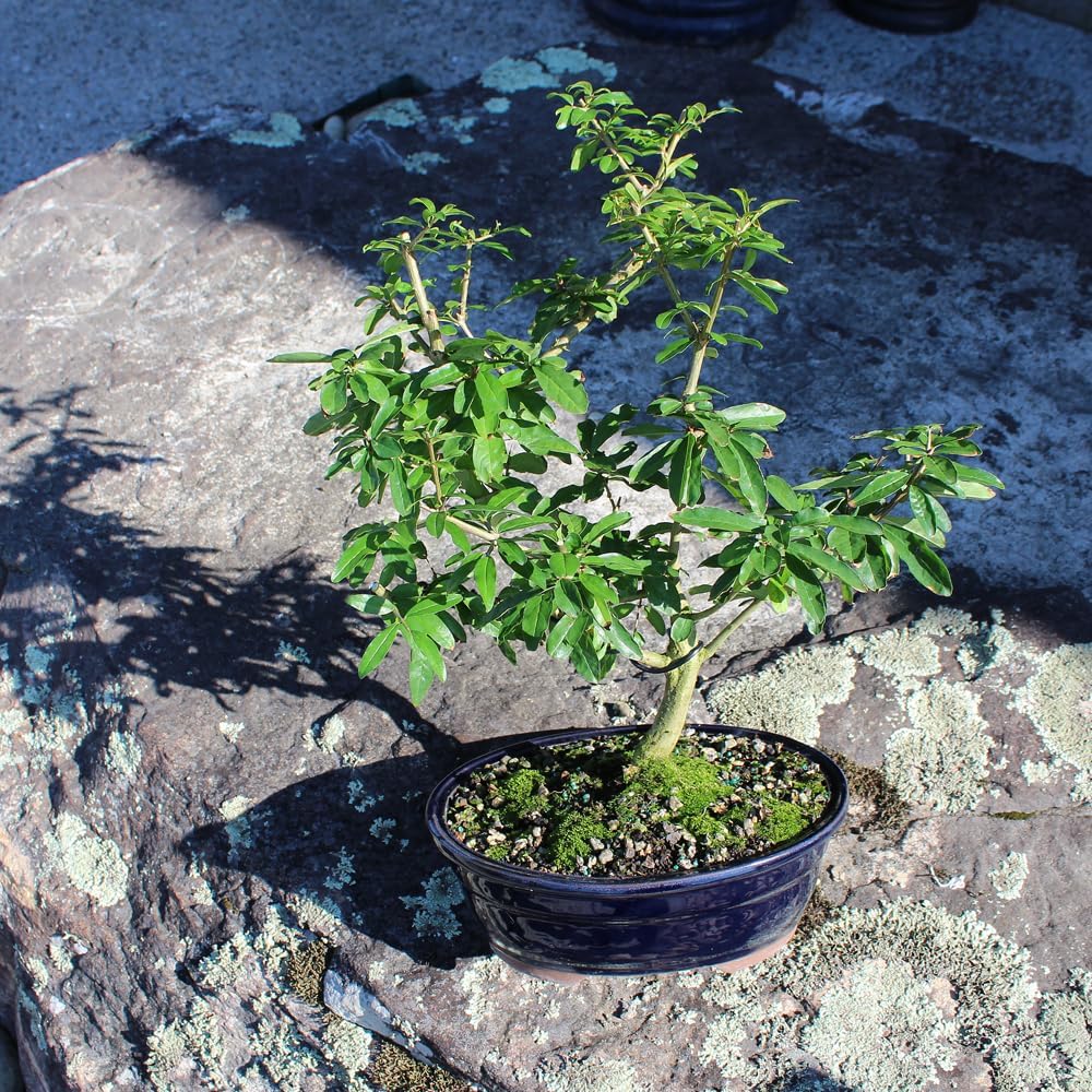 Brussel's Bonsai Live Dwarf Pomegranate Bonsai Tree - Large, 6 Year, 12 to 16 Inches Tall - Outdoor Live Bonsai Tree with Bonsai Pot and Bonsai Tray