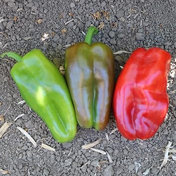 Park Seed Red Impact Hybrid Pepper Seeds 2024 AAS National Winner, F1 Sweet Pepper with Huge 7-Inch 9-Ounce Fruits, Tall Upright Plants with Heavy Yields, Heat and Drought Tolerant, Pack of 15