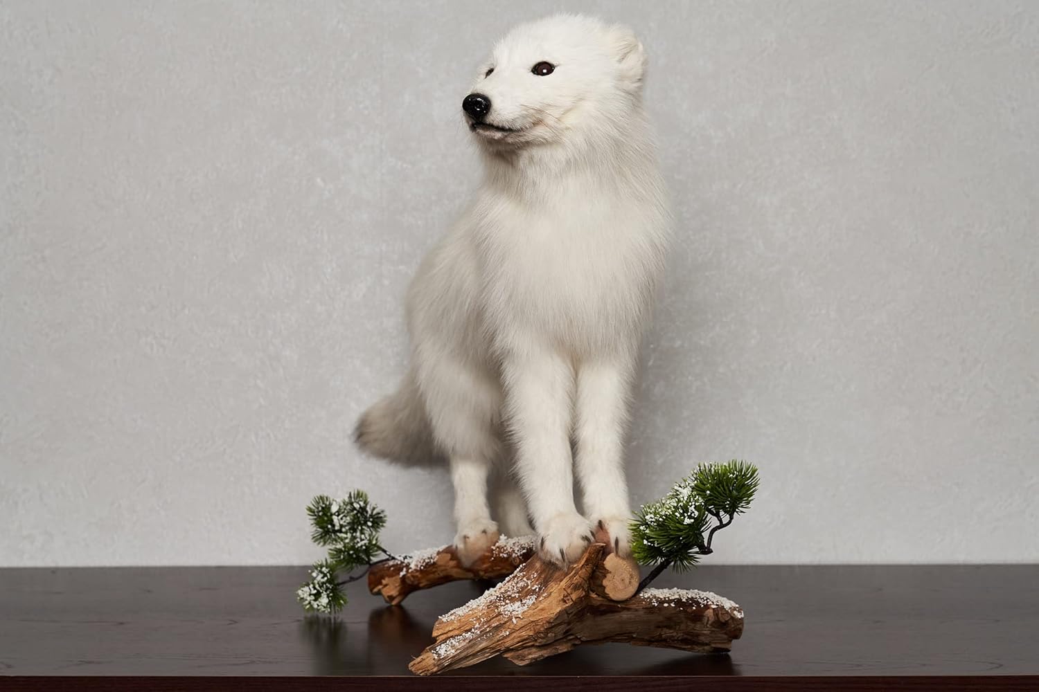 Arctic Fox Taxidermy Mount - White Fox, Snow Fox Mounted, Stuffed Animals for Sale - Real, Decor, LIFESIZE - AM7128
