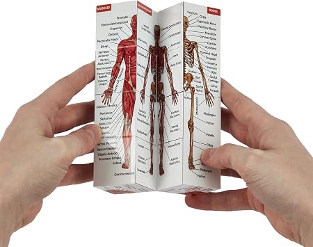 Human Anatomy Study Cube | Study 9 Parts of The Human Body | Perfect Anatomy Revision Guide | Addictive Anatomy Model Cube | Great Gift for Nurse, Dentist, Medical Students