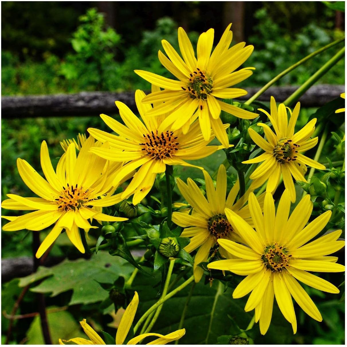 Everwilde Farms - 1/4 Lb Cup Plant Native Wildflower Seeds - Gold Vault