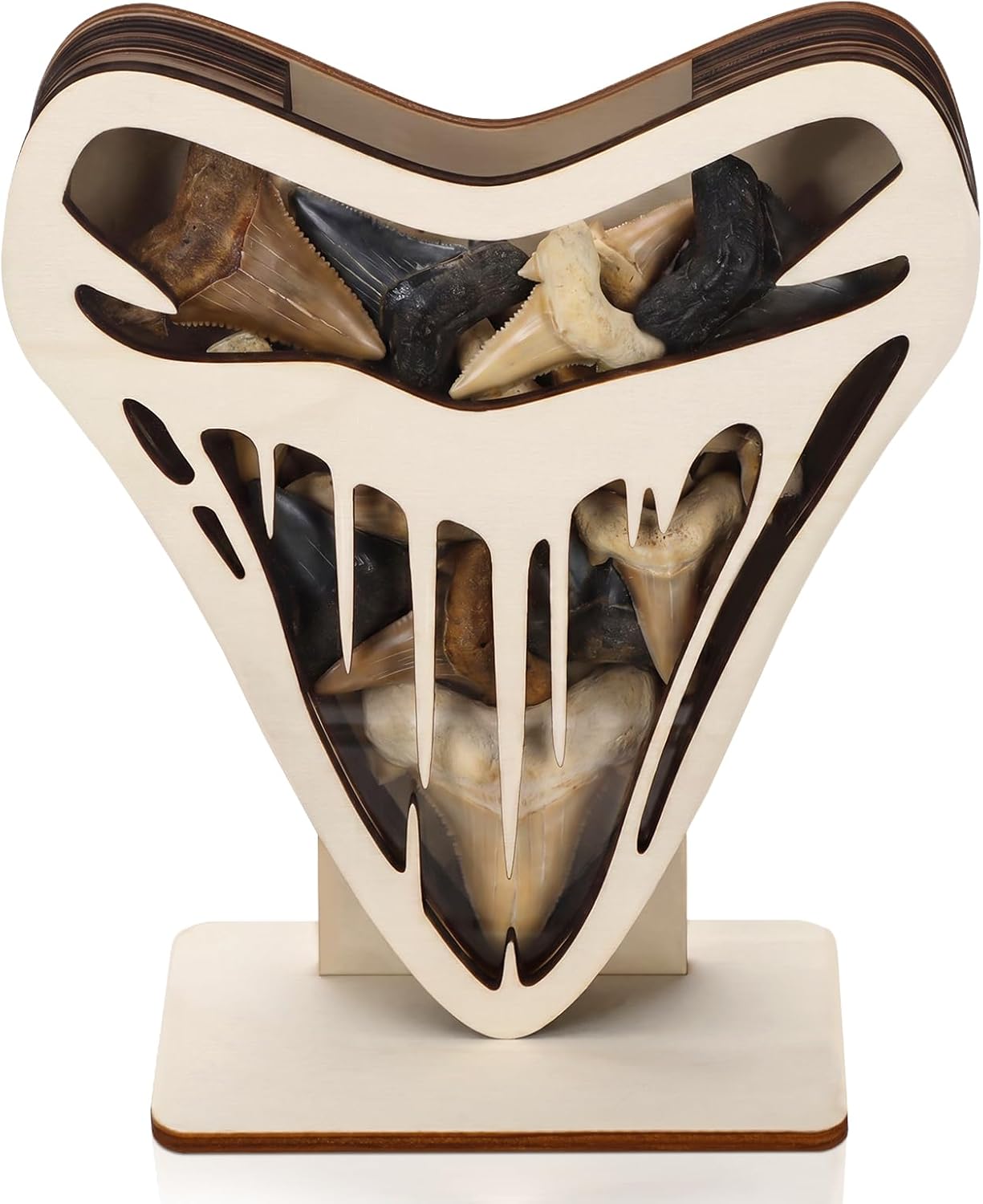 Novabright Shark Tooth Display Case 8 x 7 Inch Wooden Shark Teeth Holder Shadow Box with Acrylic Clear Window DIY Paintable Collection Display Box for Shells Sea Rock Coastal Beach Home Decor